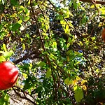 Camlikosk בית הארחה בודרום