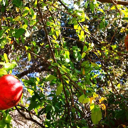 Camlikosk Pensionat Bodrum