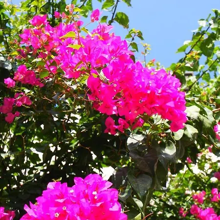 Camlikosk Бодрум