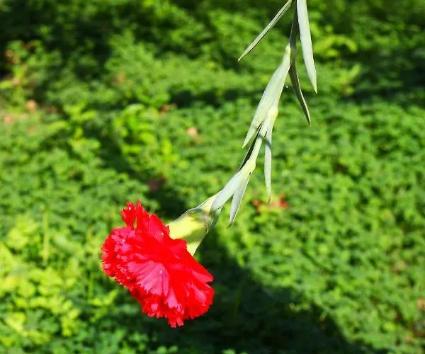 Camlikosk 3* ボドルム