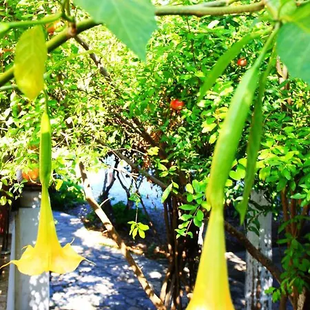 Pensiune Camlikosk Bodrum