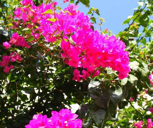 Camlikosk Bodrum